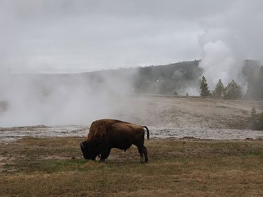 Yellowstone National Park bison grazes in geyser basin