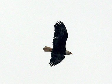 Eagle in flight