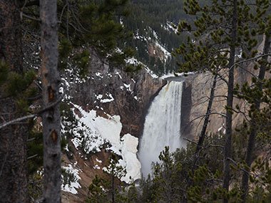 Yellowstone National Park Lower Falls beyond tree