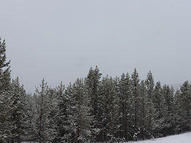 Yellowstone National Park evergreens covered in snow