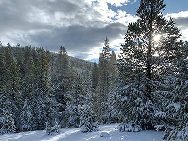 Yellowstone National Park trees
