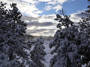 Yellowstone National Park evergreen branches covered in snow