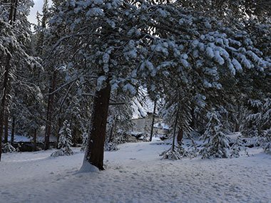 Evergreens in front of stream