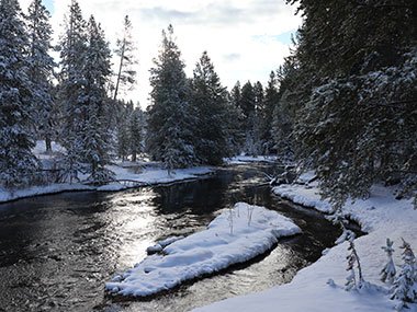 Yellowstone National Park stream though snow covered woods
