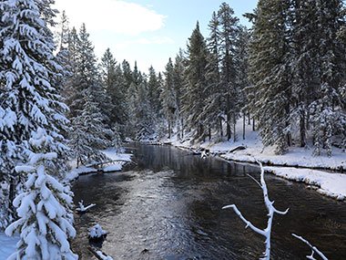 Trees covered in snow along stream in Yellowstone National Park