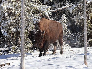 Yellowstone National Park bison between trees