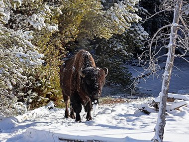 Bison stands on edge of woods