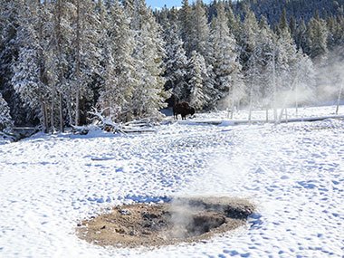 Yellowstone National Park snow covered woods with bison beyond geyser pool