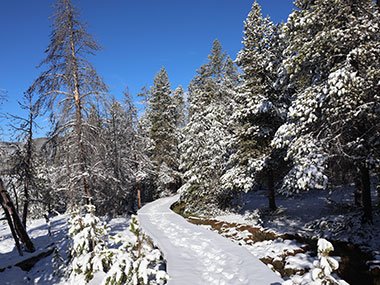 Yellowstone National Park basked in sunlight as trails winds though snow
