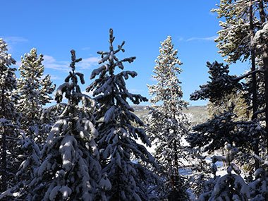 Yellowstone National Park snow covered evergreens