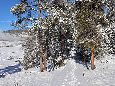Yellowstone National Park covered with snow as path leads into forest