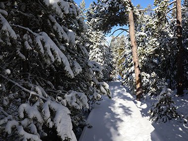 Yellowstone National Park snow covered path with footprints in the snow