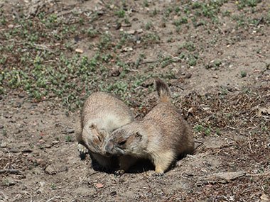 Two prairie dogs play