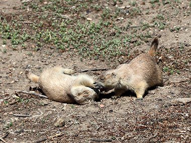Two prairie dogs in Theodore Roosevelt National Park