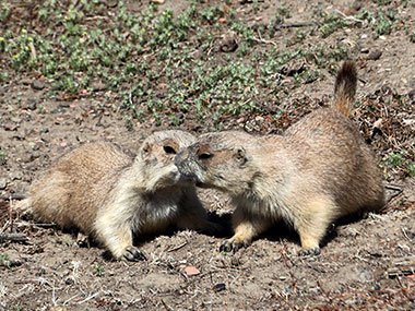 Prairie dogs are playful in Theodore Roosevelt National Park