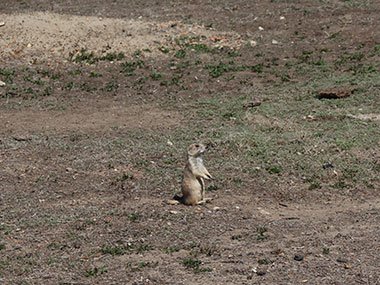 Theodore Roosevelt National Park prairie dog stands up on back legs