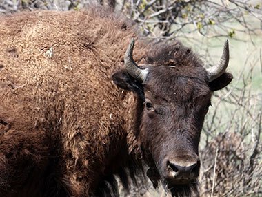 Theodore Roosevelt National Park bison looks straight ahead
