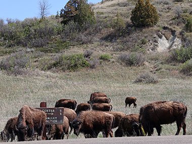 Herd of bisons stand in field by sign