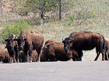 Three bisons stare straight ahead