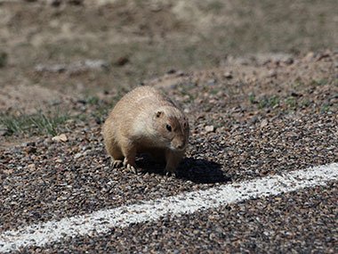 Prairie dog in road