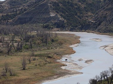 Bison approaches river