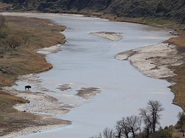 Bison begins to cross river in Theodore Roosevelt National Park