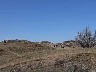 Theodore Roosevelt National Park herd of wild horses