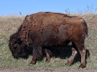 Theodore Roosevelt National Park bison