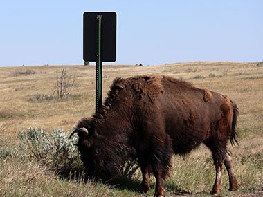 Theodore Roosevelt National Park bison next to sign