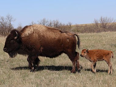 Adult and juvenile bison
