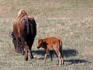 Baby bison looks back while following adult bison