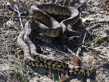 Two snakes in Theodore Roosevelt National Park