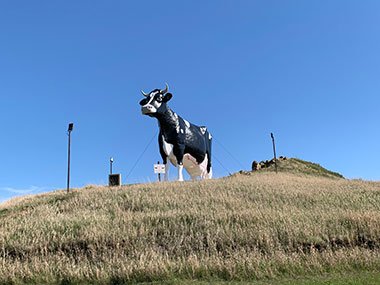 World's Largest Holstein Cow at top of hill