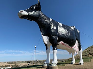 World's Largest Holstein Cow close up