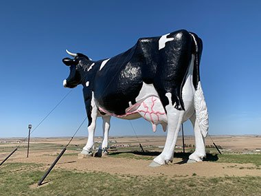World's Largest Holstein Cow from behind