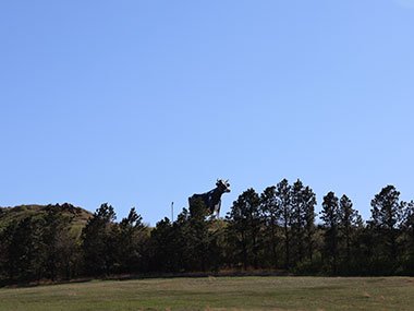 World's Largest Holstein Cow looks over hill