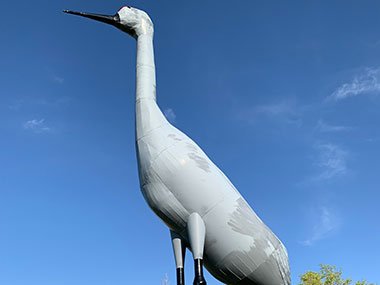 World's Largest Sandhill Crane from below