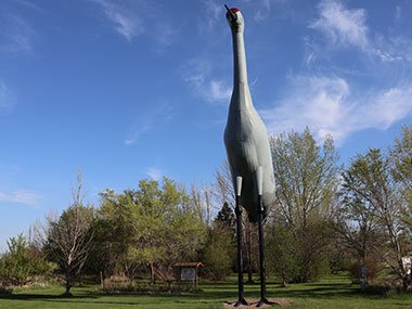 World's Largest Sandhill Crane with trees in background