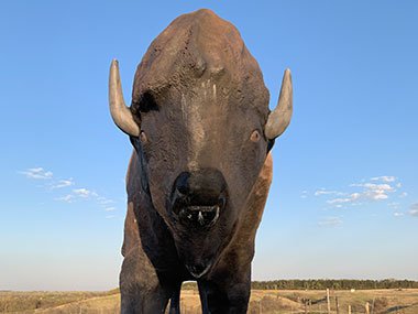 Front view of World's Largest Buffalo