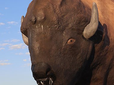 Face of World's Largest Buffalo