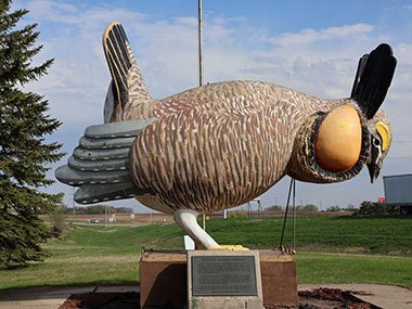 Close up of World's Largest Prairie Chicken