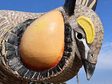 Face of World's Largest Prairie Chicken