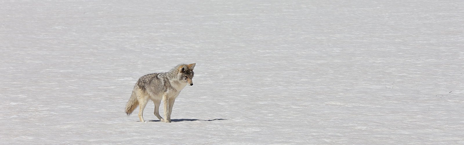 Wolf in Yellowstone National Park