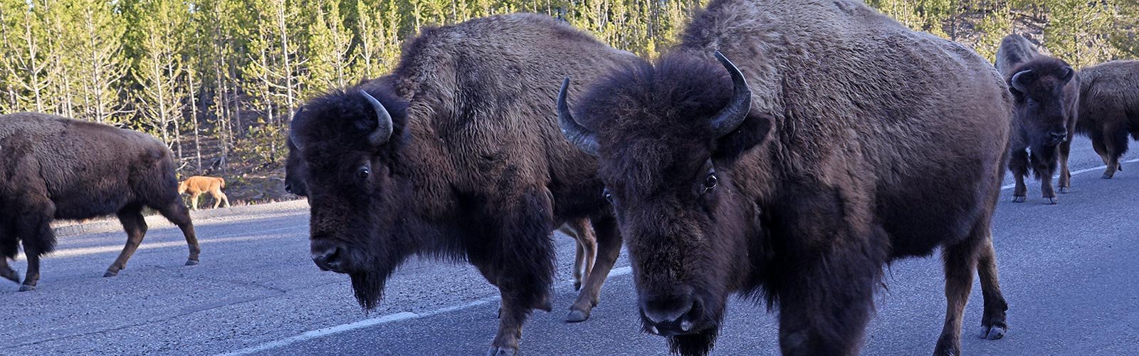 Bisons walk down road in Yellowstone National Park