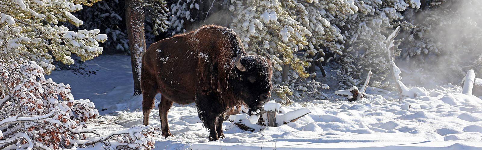 Buffalo stands in snow in Yellowstone National Park