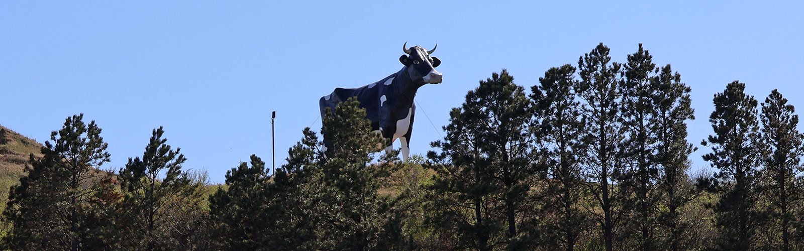 World's Largest Holstein Cow on top of hill
