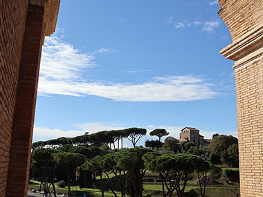 Trees beyond the Colosseum