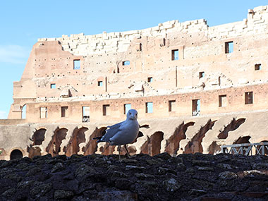 Bird inside the Colosseum