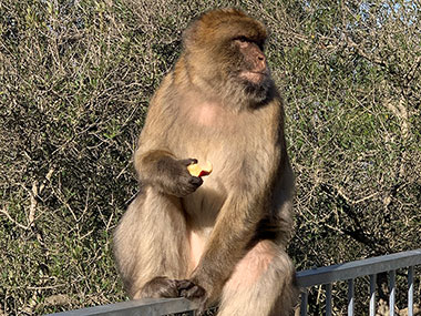 Barbary Macaques eats an apple
