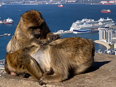 Two Barbary Macaques with cruise ship in background
